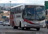 Rouxinol 171 na cidade de Belo Horizonte, Minas Gerais, Brasil, por Adão Raimundo Marcelino. Número da foto: #881499.