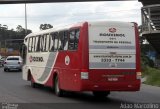 Rouxinol 191 na cidade de Belo Horizonte, Minas Gerais, Brasil, por Adão Raimundo Marcelino. Número da foto: #955236.