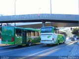 Pássaro Verde 27018 na cidade de Belo Horizonte, Minas Gerais, Brasil, por Thiago  Pacheco. Número da foto: #1175715.